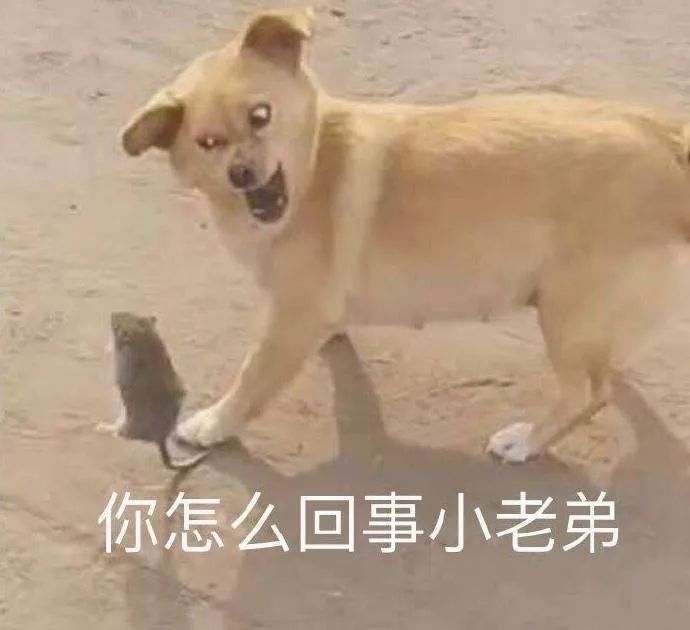 网友给车子加玻璃水，打开引擎盖居然有惊喜！好家伙大户人家