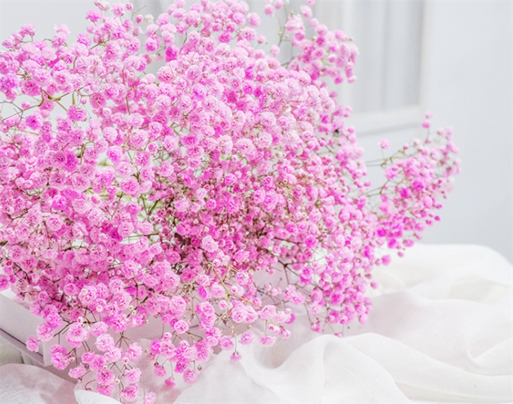 盘点：6种满天星颜色的寓意，最后一种颜色的满天星，生活中少见