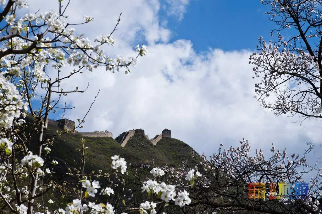 绝美长城赏花攻略，陶醉于漫山花枝疏影之间~