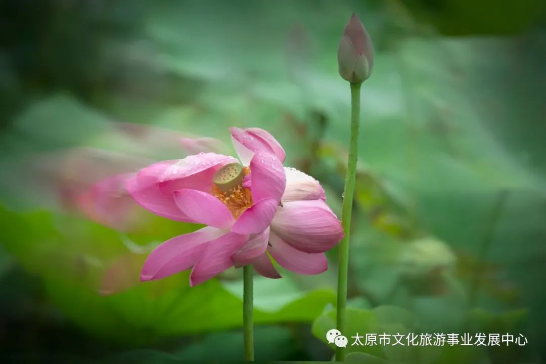 线上展览|“山河春意 锦绣太原——花的世界”主题摄影线上图片展（八）