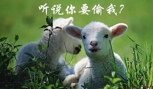山东曹县上演现实版“灰太狼”，疯狂偷羊进了高墙