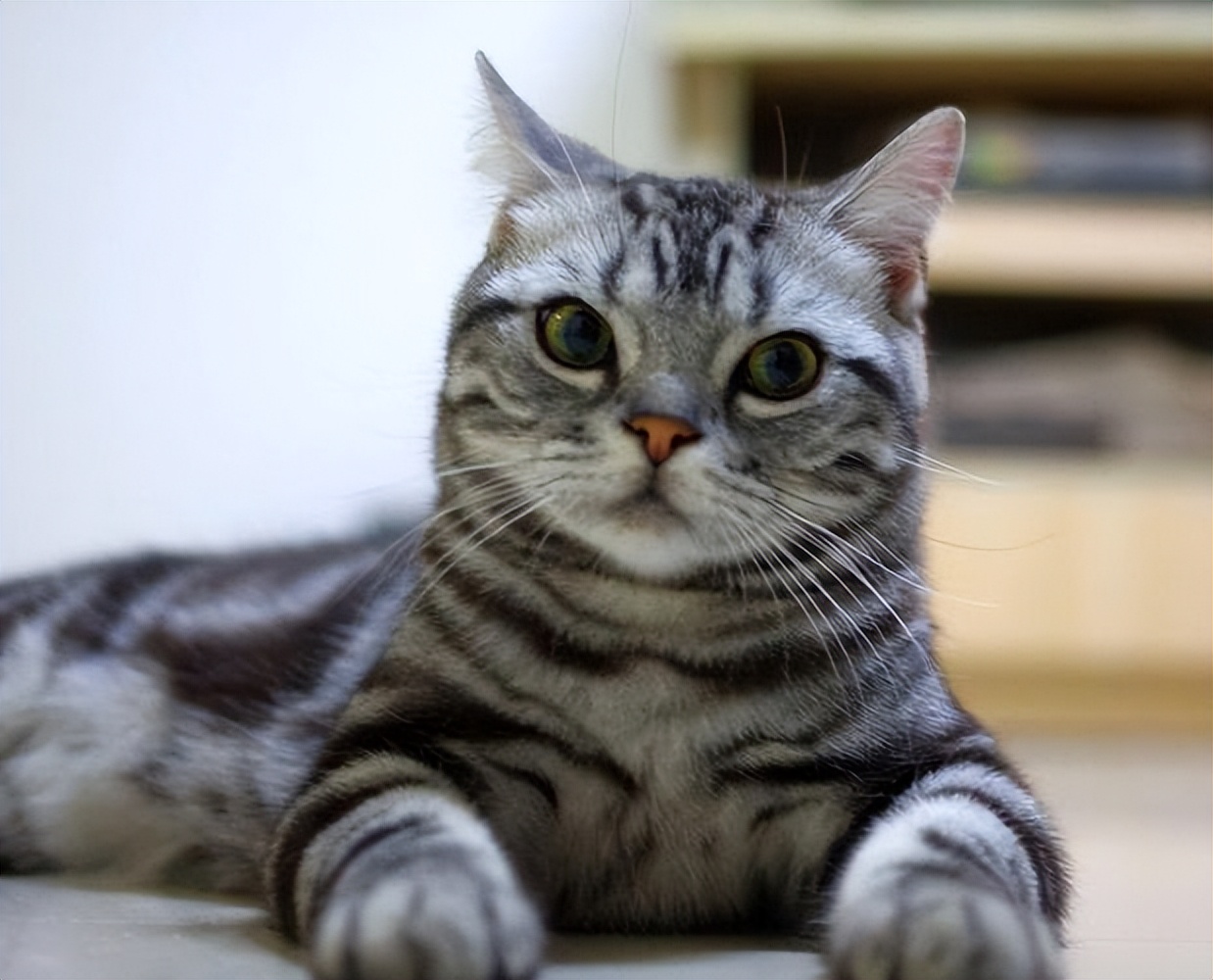 这些猫咪，很早就被“禁养”了，再养就是犯法了