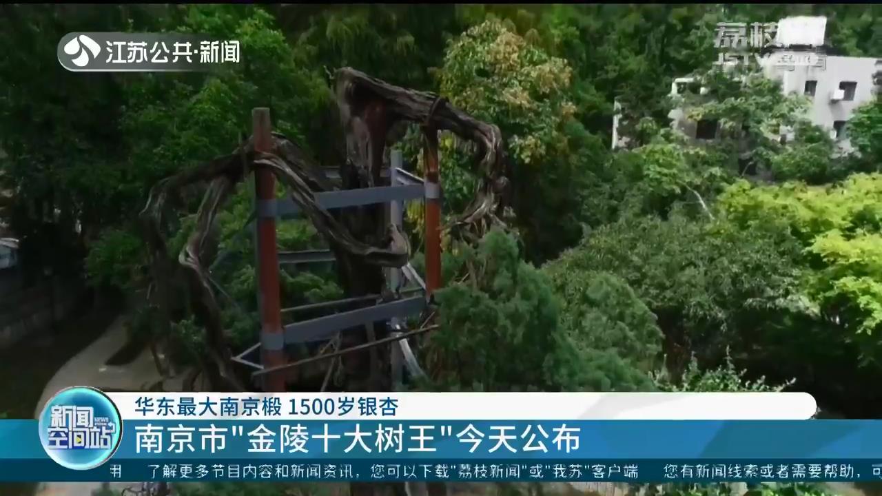 &ldquo;金陵十大树王&rdquo;公布 排名第一的南京椴为华东地区最大