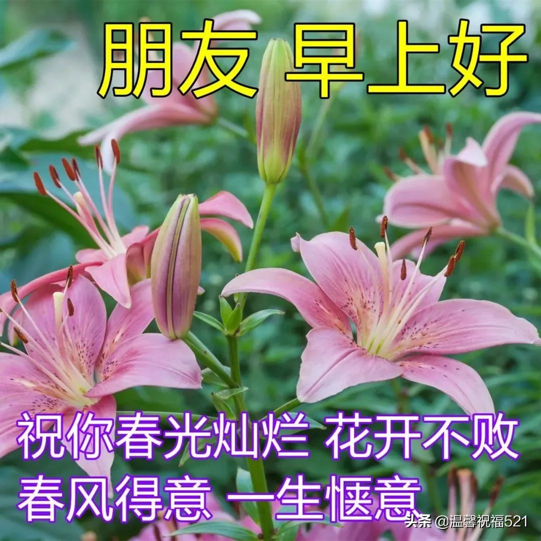 适合微信朋友圈的早安温馨问候语短句 春日早安问候语鲜花图片带字