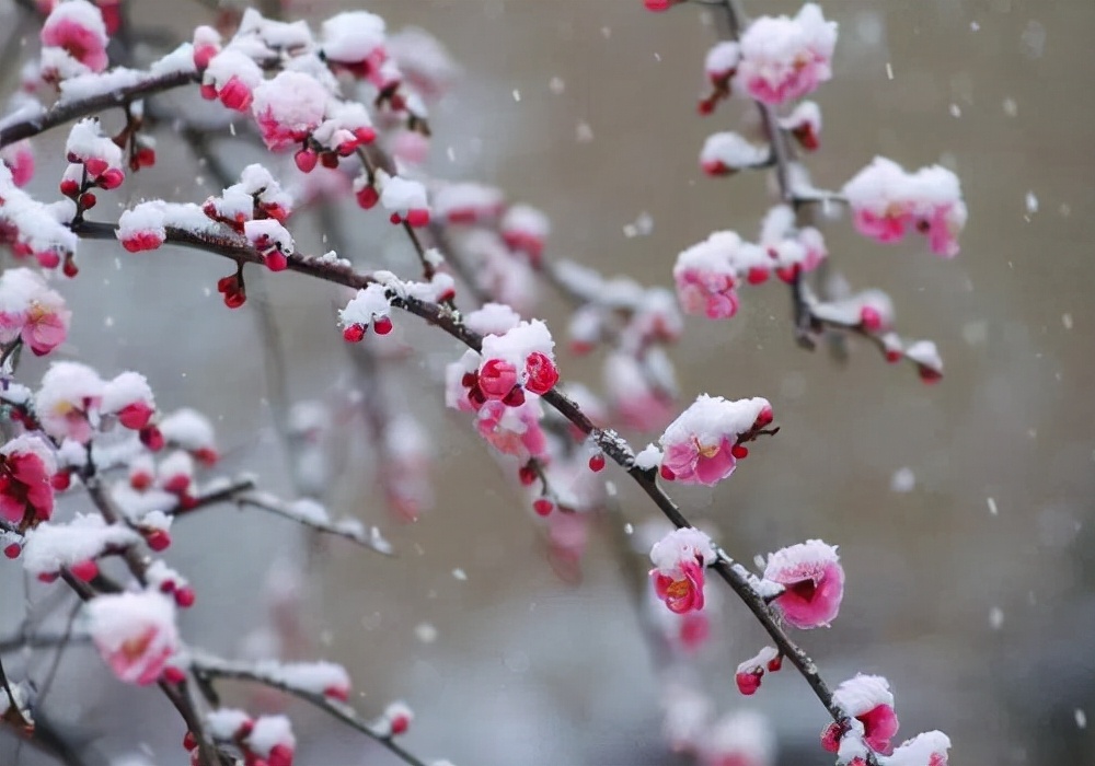 渺万里层云，千山暮雪，只影向谁去？12 句优美的写雪的句子