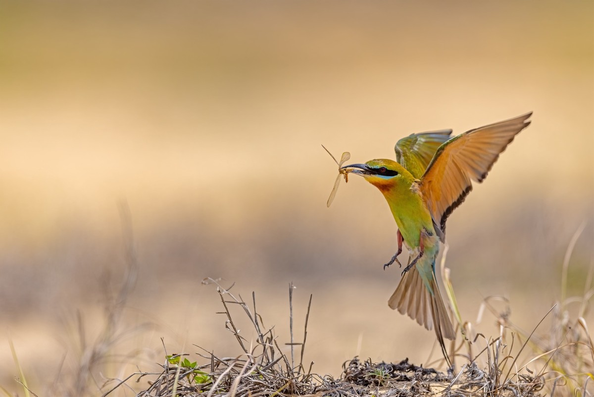 以热爱为名发现自然之美 那些野性瞬间背后的故事