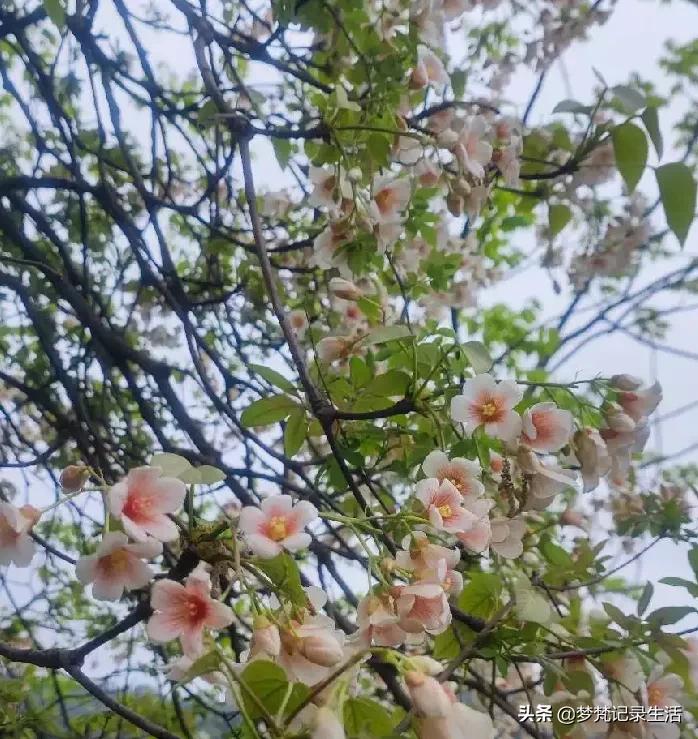 桐花悠悠开 朵朵恰似你含笑的眼 桐花片片凋 化作一地空悲伤 天天看点