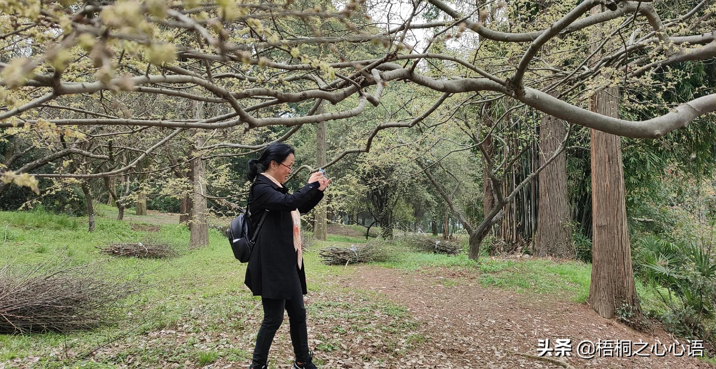 去年樱开时，那些漫妙记忆，此生许没再见时，存此让友情天长地久