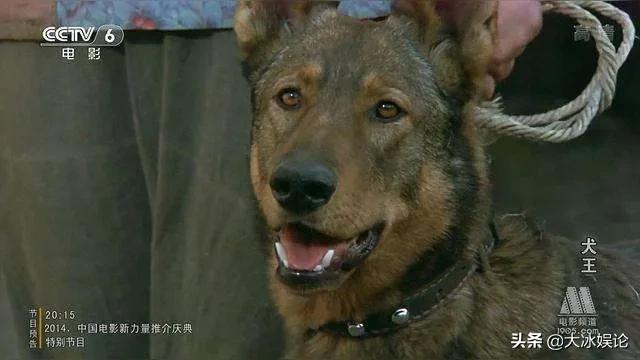 中国最烂的剧为了真实炸死一只军犬，导演称：为了艺术