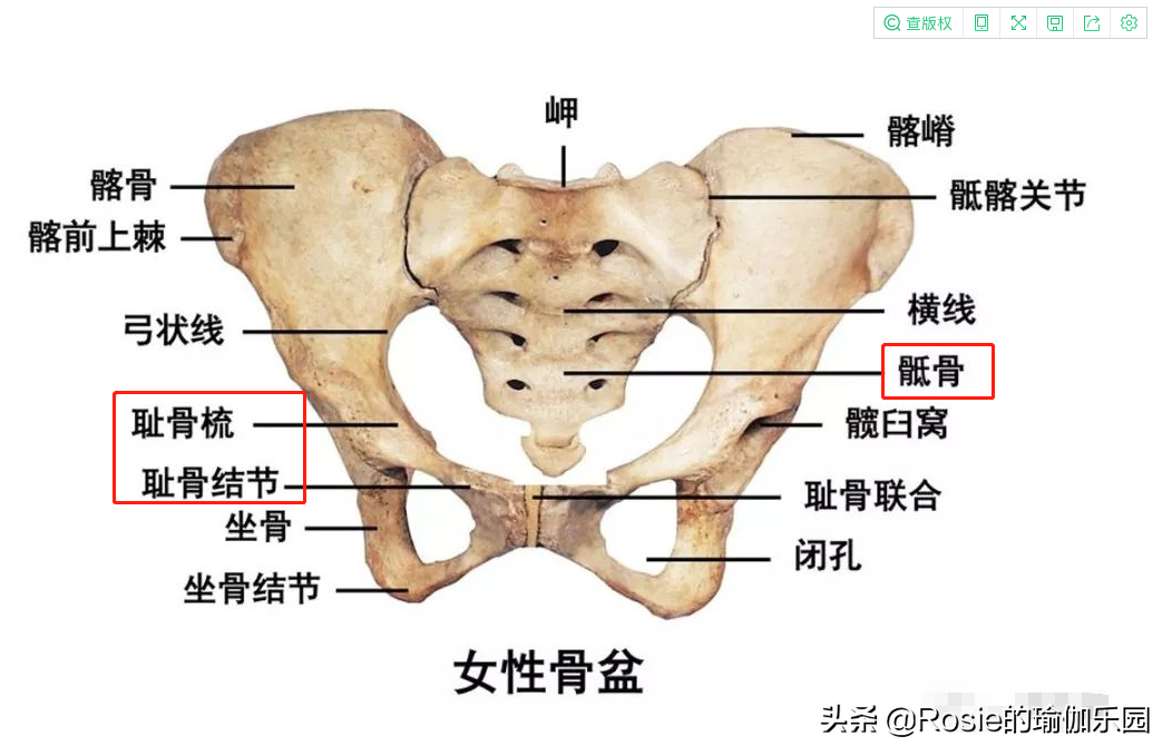 小骨盆上口图片