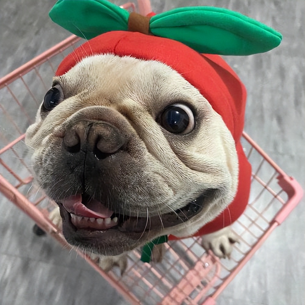 养一只"法斗"是什么体验?网友:欲哭无泪