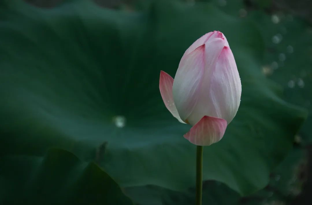 荡漾起满池的温柔~~西山这些地方已被荷花宠坏了！