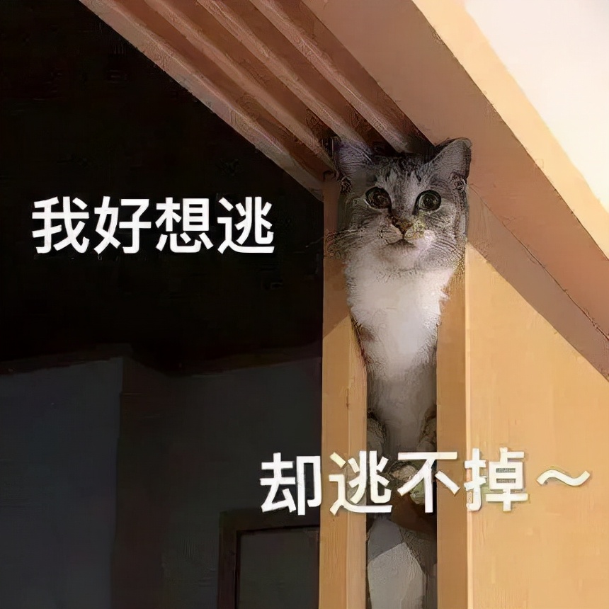 明星校园生活大不同！AB一周10块钱，郑恺开豪车上学，杨紫接地气