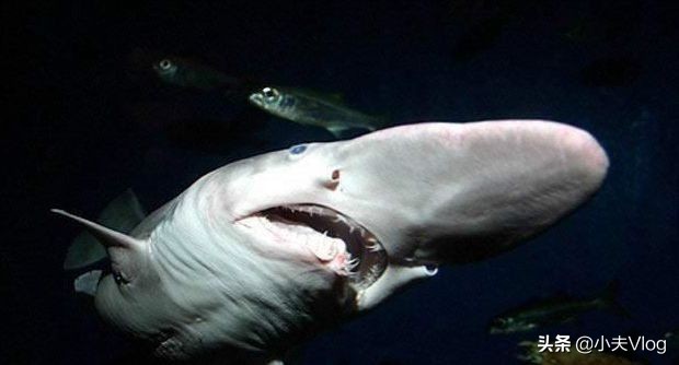哥布林鲨鱼图片自爆图片