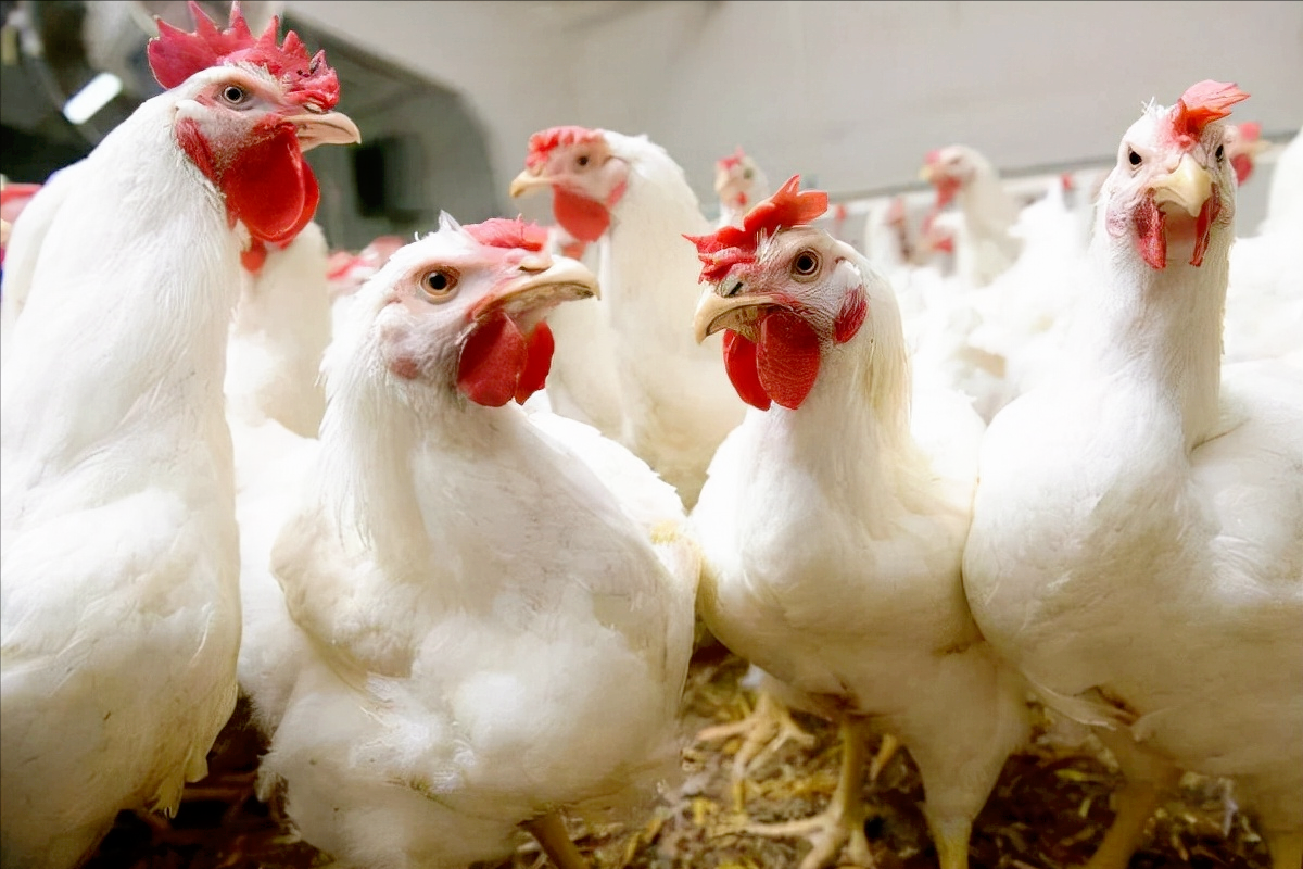 将肉食鸡散养,不喂任何饲料,能不能长大,可以吃吗?