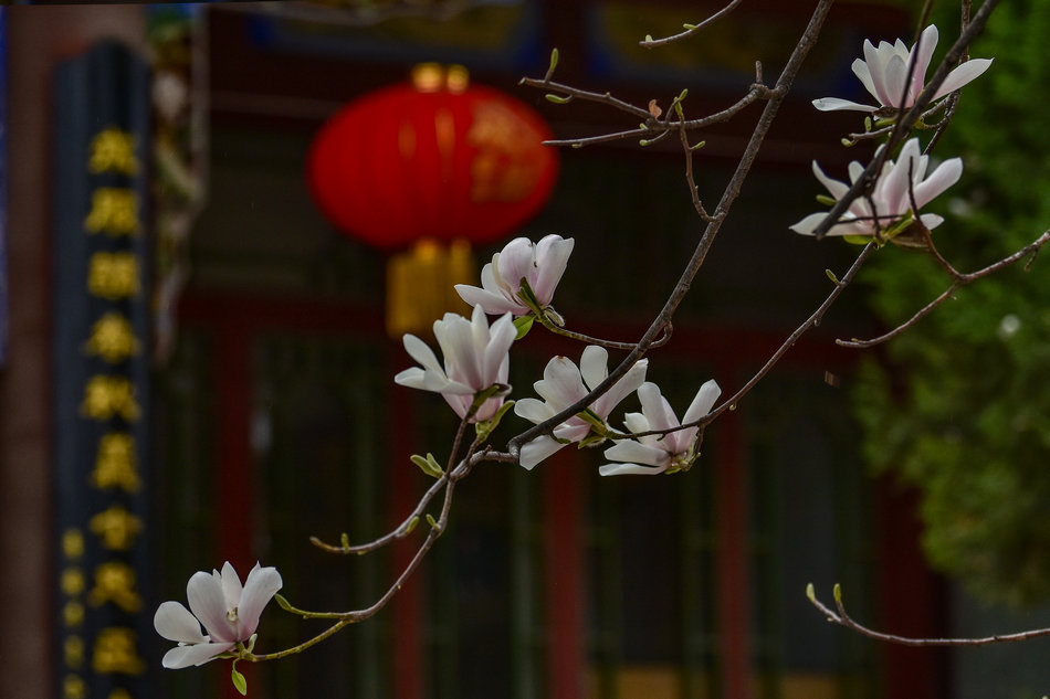 天水千年古玉蘭，滿頭吐玉，芬芳迷人