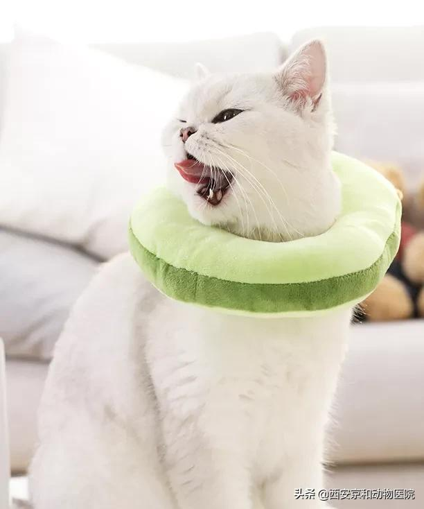 猫咪到底该不该绝育？