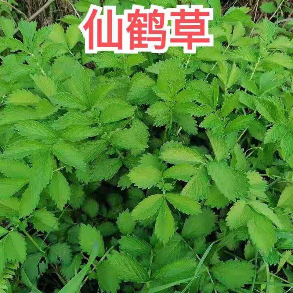 农村路边常见的龙芽草,人称仙鹤草,可药用,还是美味的野菜