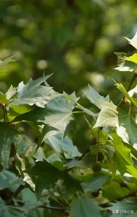 那年杏花春雨，石楠花开，梧桐飞絮……