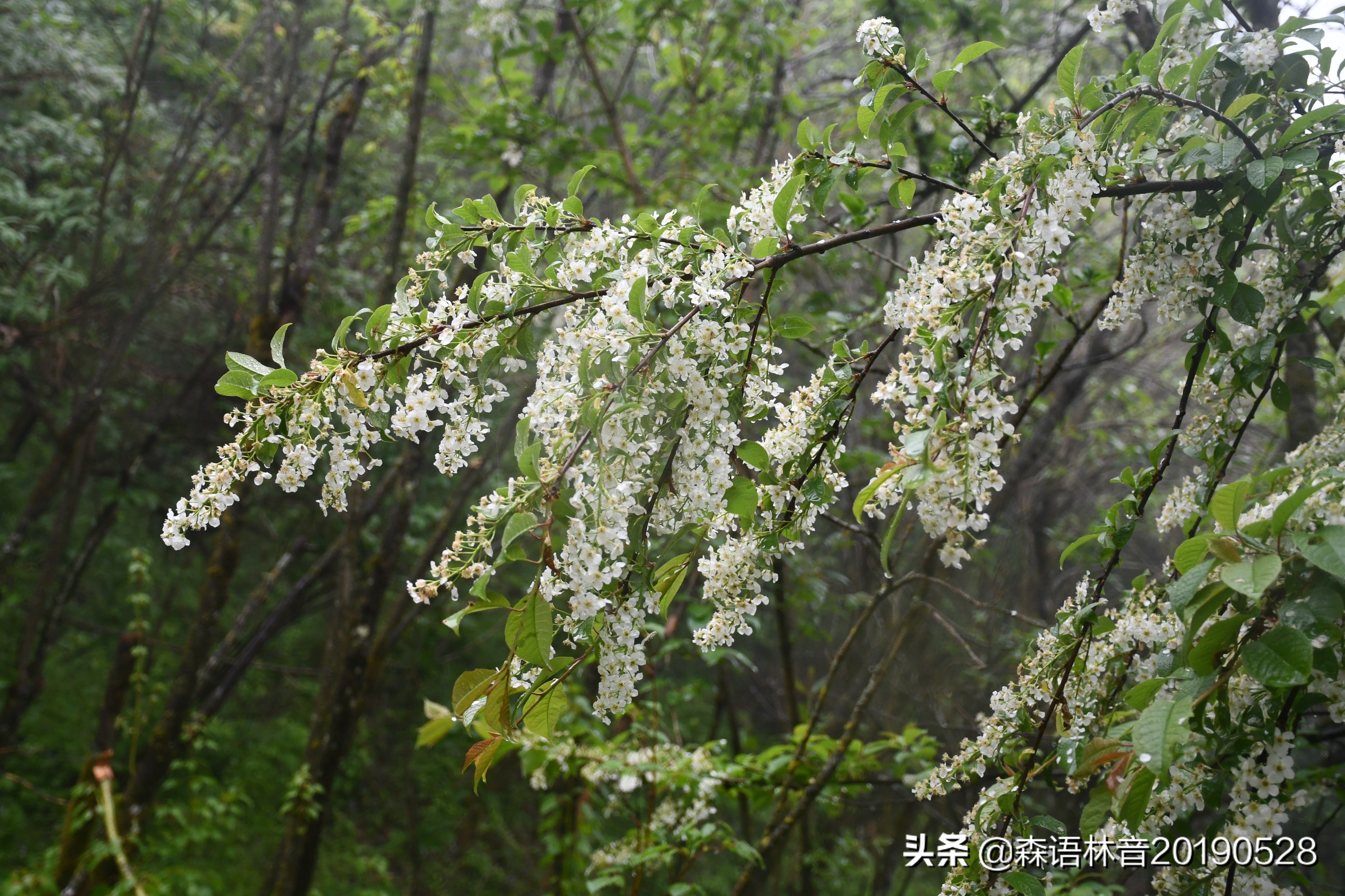 烟雨通天河 丹青水墨画——送你一个夏天“趣”通天河的理由