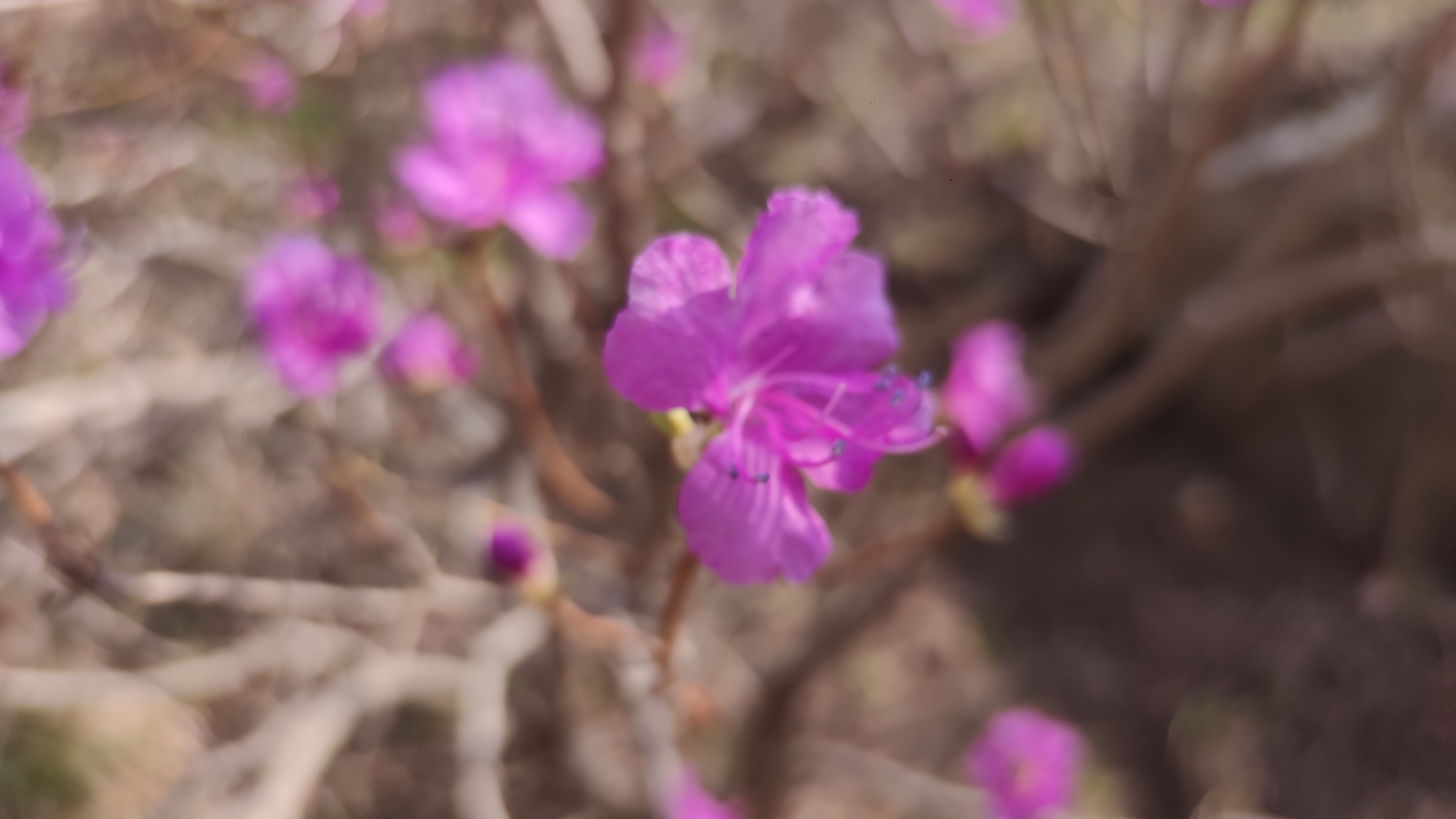 早春，大珠山探寻万亩杜鹃花开爬山游记
