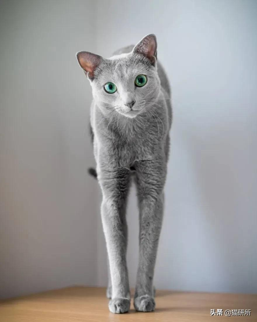 猫咪这么可爱!居然要制裁TA