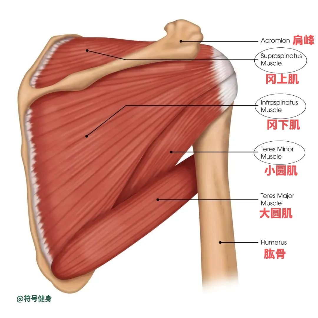 健身容易被忽视也容易受伤的四个部位，重视它们才能少受伤