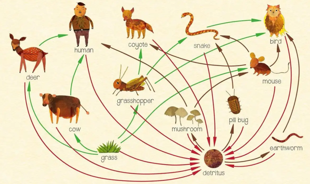 科学家警告：各种迹象表明，地球或许正进入第六次生物大灭绝