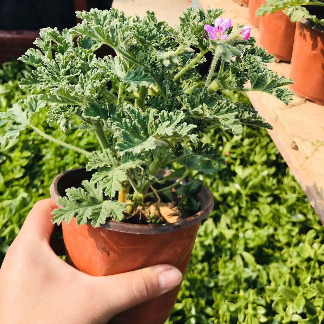 驱蚊草市面上常见驱蚊草