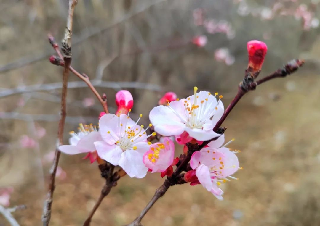 美好三月：愿你不负春光，向阳而生