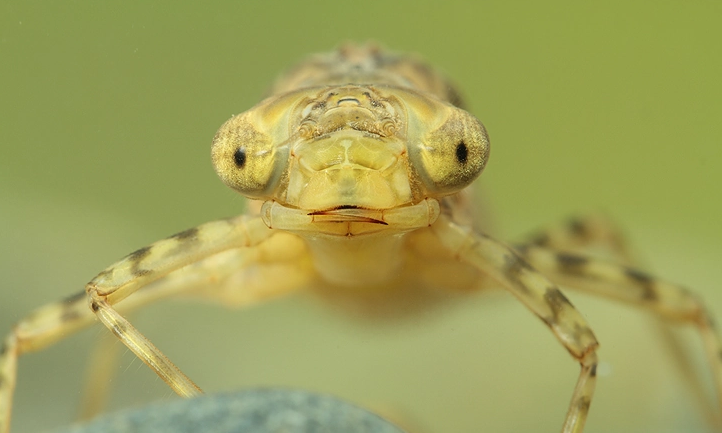 水虿：凶猛的猎食者，异形的原型，蜻蜓的幼虫
