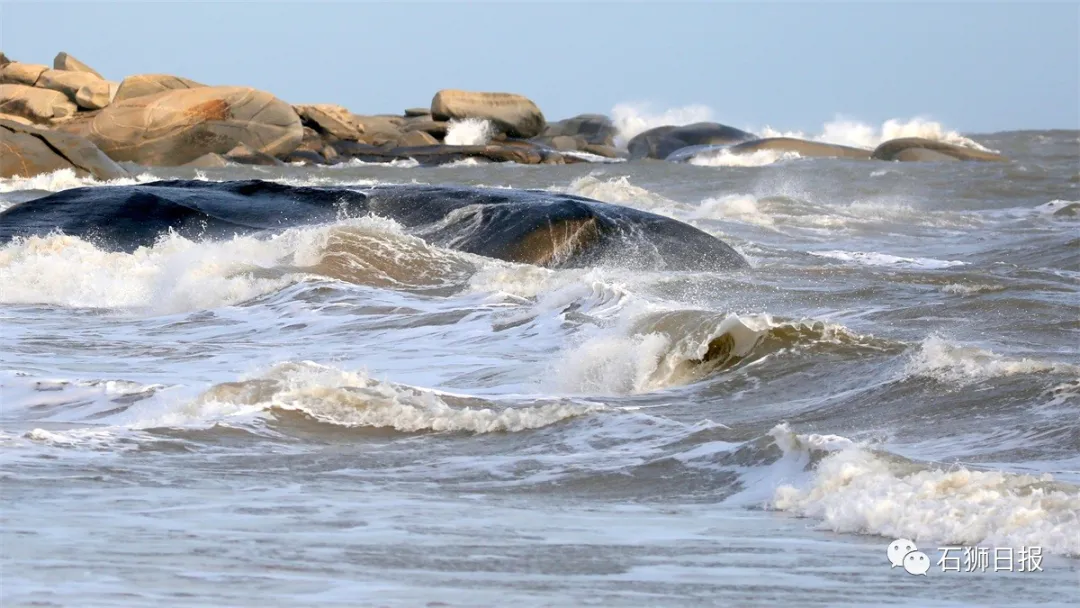 风劲潮涌浪高起，石狮海湾大风歌