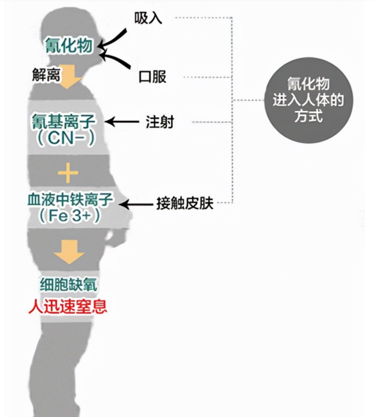 安徽6人使用毒针毒狗，警方查获800余斤毒狗肉！毒狗针有多危险？