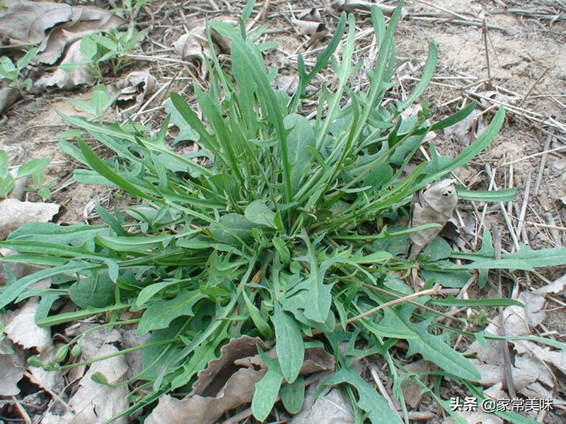 农村餐桌最常见的10种野菜，你吃过几种？见到它们你敢说都认识？