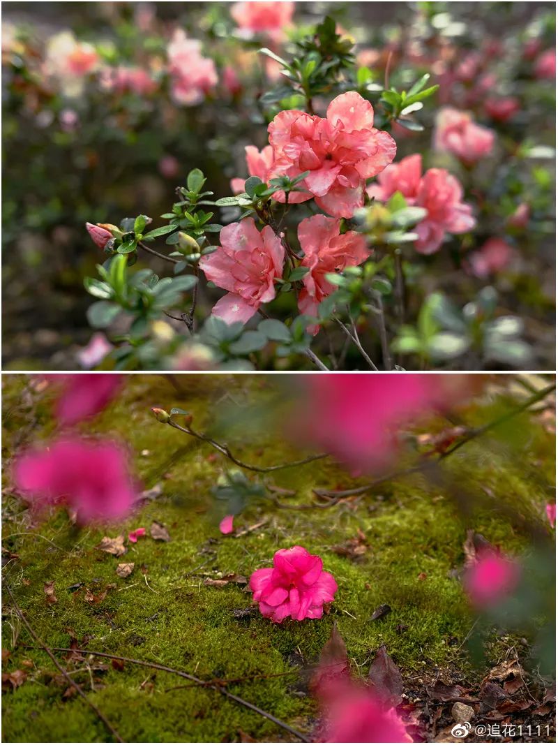 幸福像花儿一样！福州美成童话！