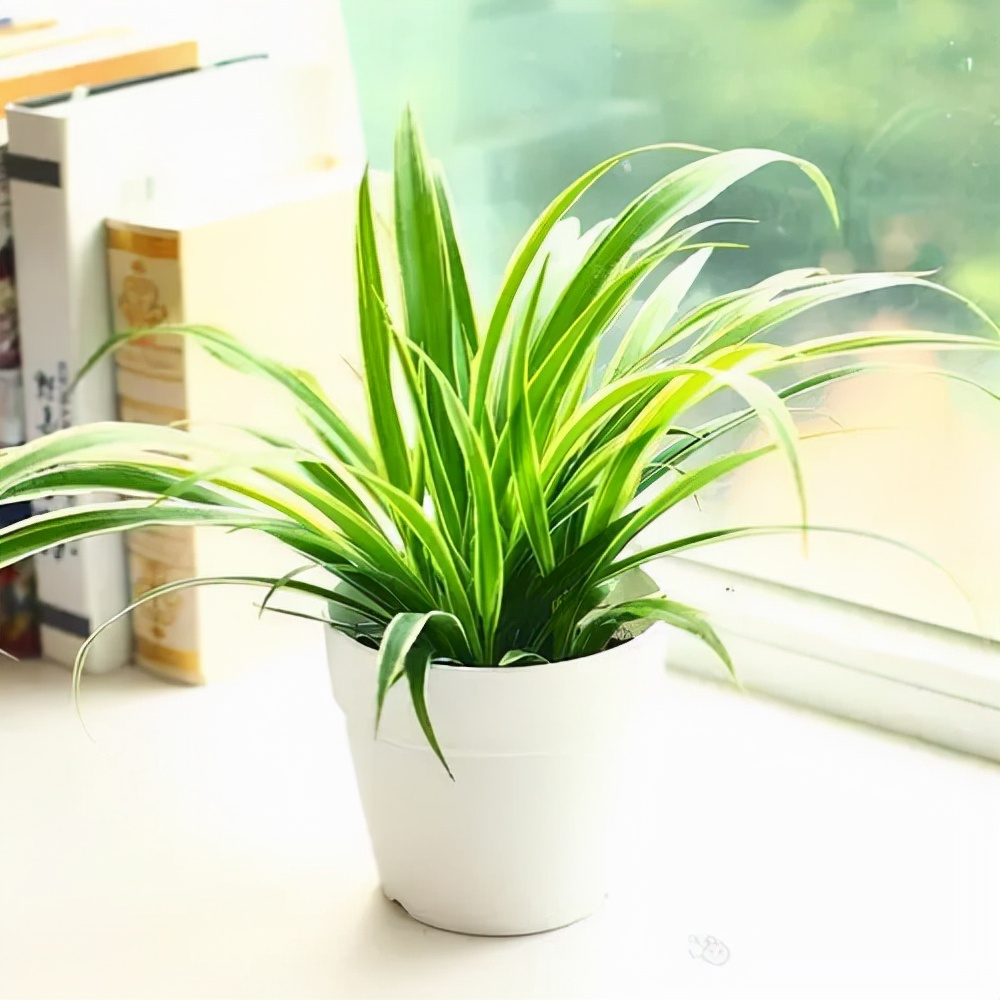 四季常青又耐寒的绿植(推荐5款最耐寒的盆栽)