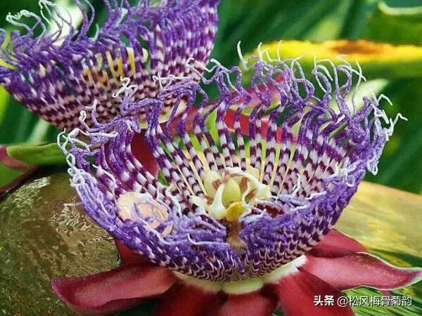分享图片最美最稀少的花，你见过几种
