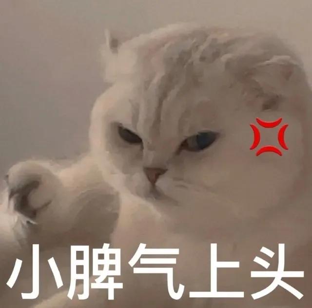 搞对象用的可爱猫咪表情包 谁又会在乎我的感受呢