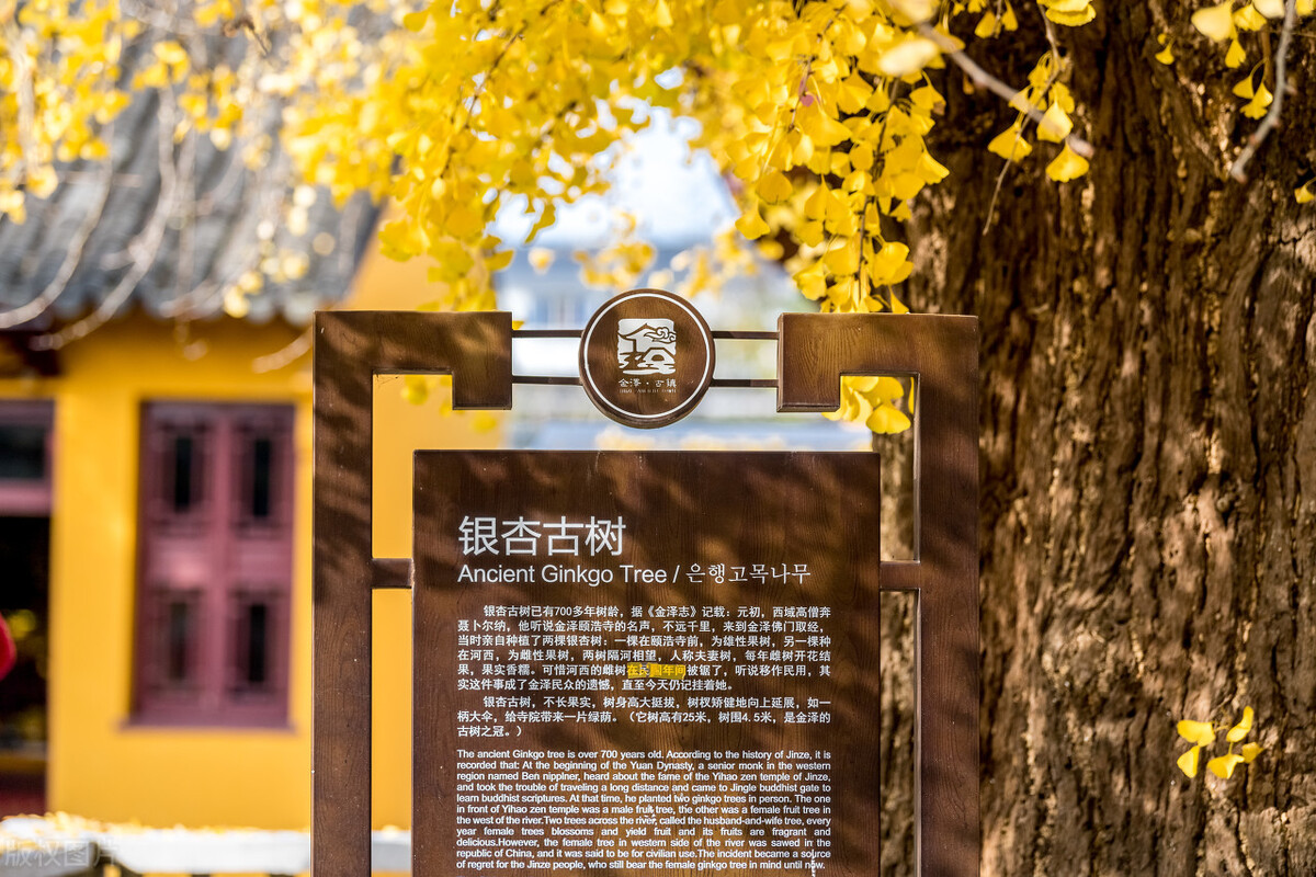 上海金秋去哪玩？必打卡这6个宝藏旅行地，遇见魔都最美的秋色