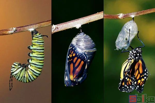 sbike动植物百科:蝴蝶,飞蛾的十大华丽蜕变,羽化后对比(上)