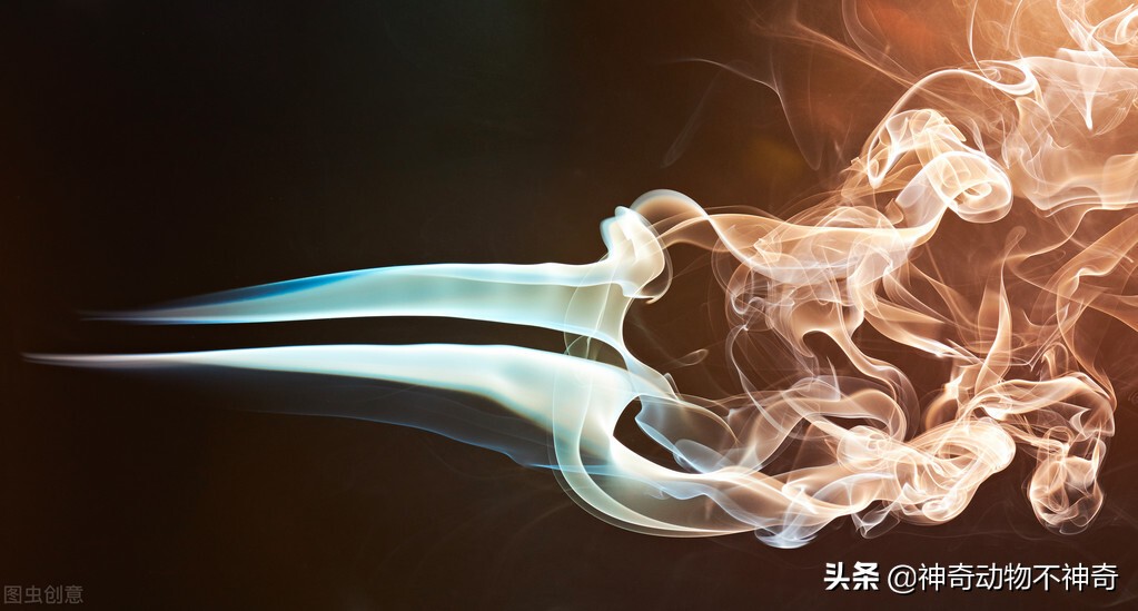 致命毒蝎号称“穷人的毒品”，巴铁还把它当烟抽，它有什么魔力？