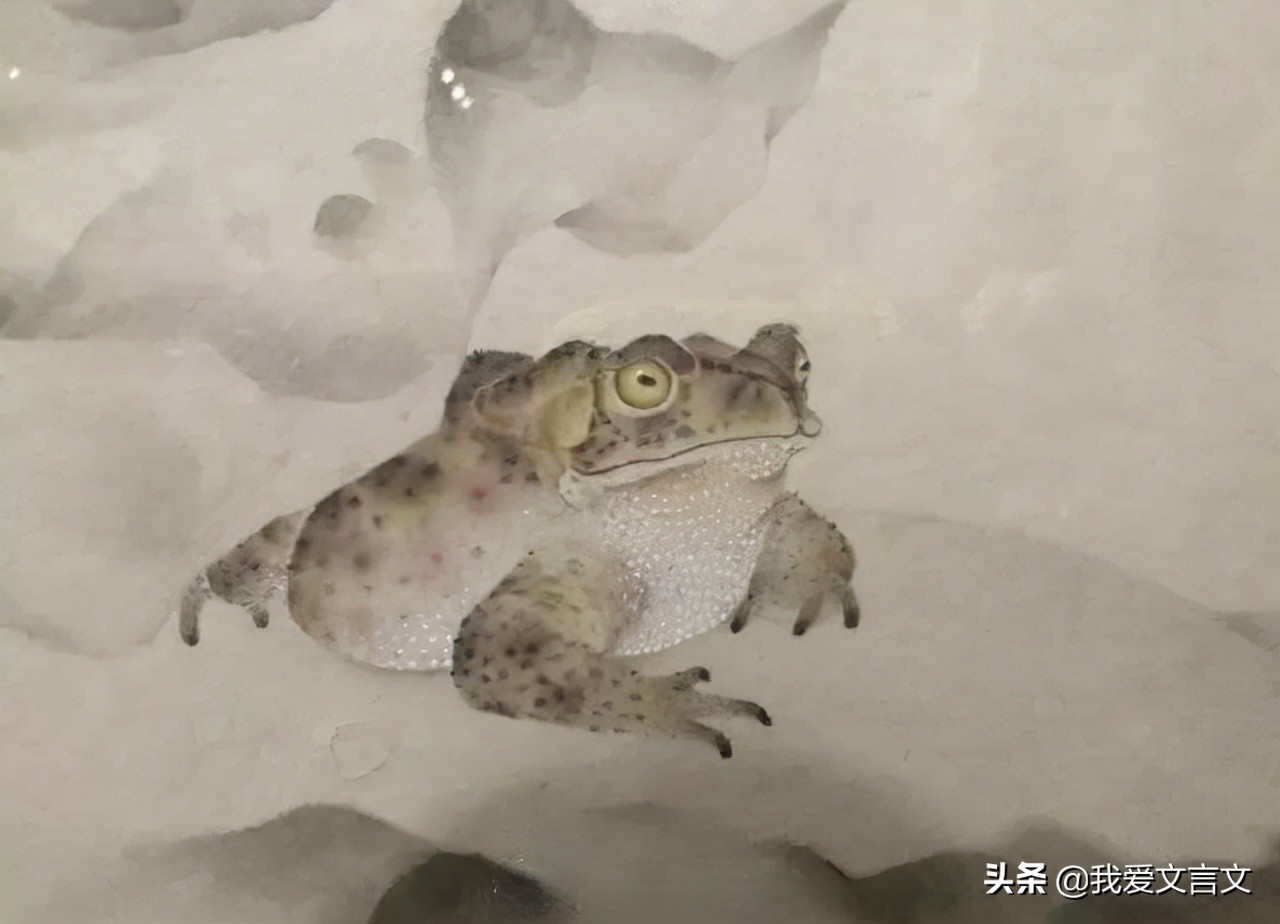 经典文言文赏析 | 蟾蜍与蚵蚾