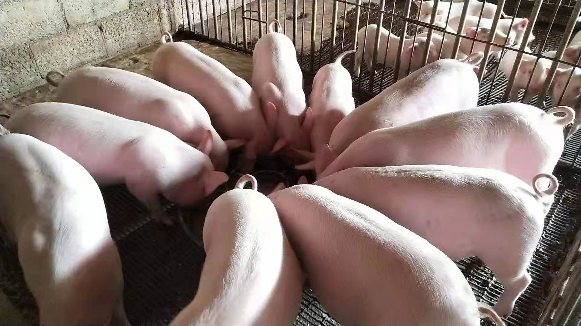 夏季蚊蝇不除，疾病不断，猪场如何更有效消灭蚊蝇？