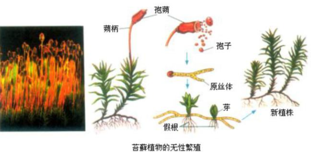 地球上最孤独的树，全球仅剩下1棵，127年来都在孤独等待伴侣