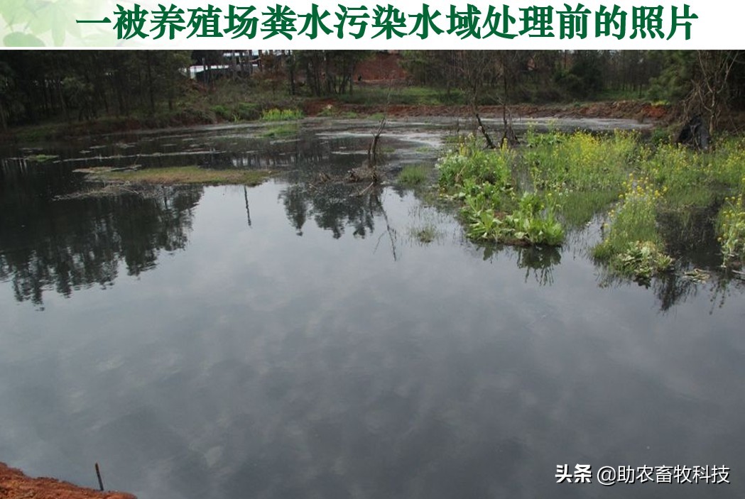 养殖场废水两种低成本快速处理技术，短时间解决环保问题