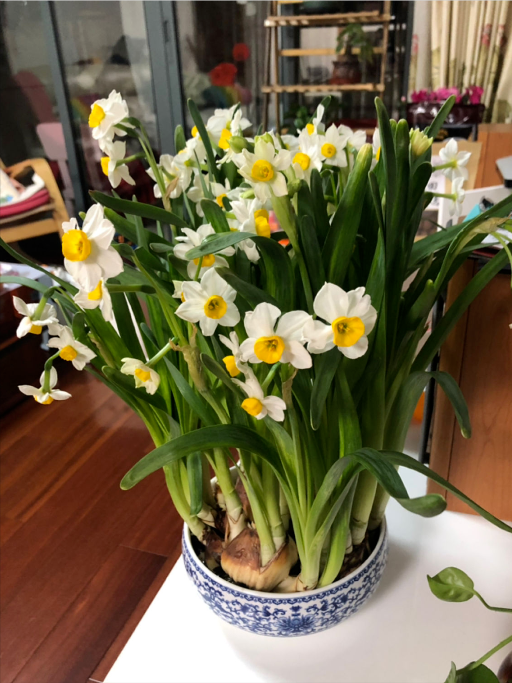 过年买什么花在家里好(适合过年时养的12种花)