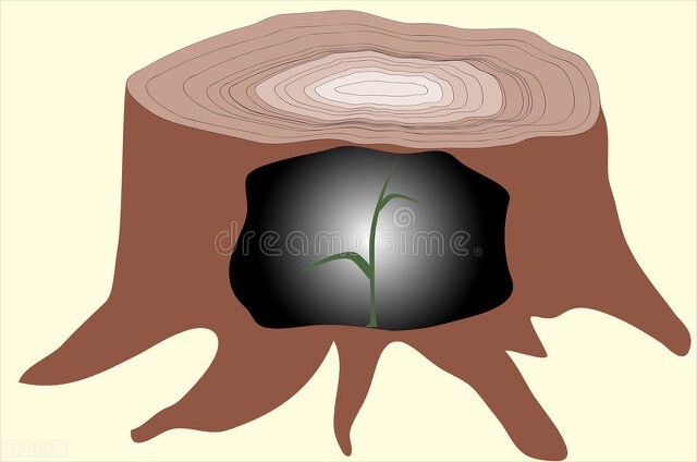 生命，就该像太阳花一样绽放