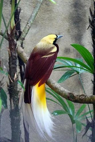 百鳥大全圖片和鳥名,百鳥大全圖片和鳥名帶鳥名