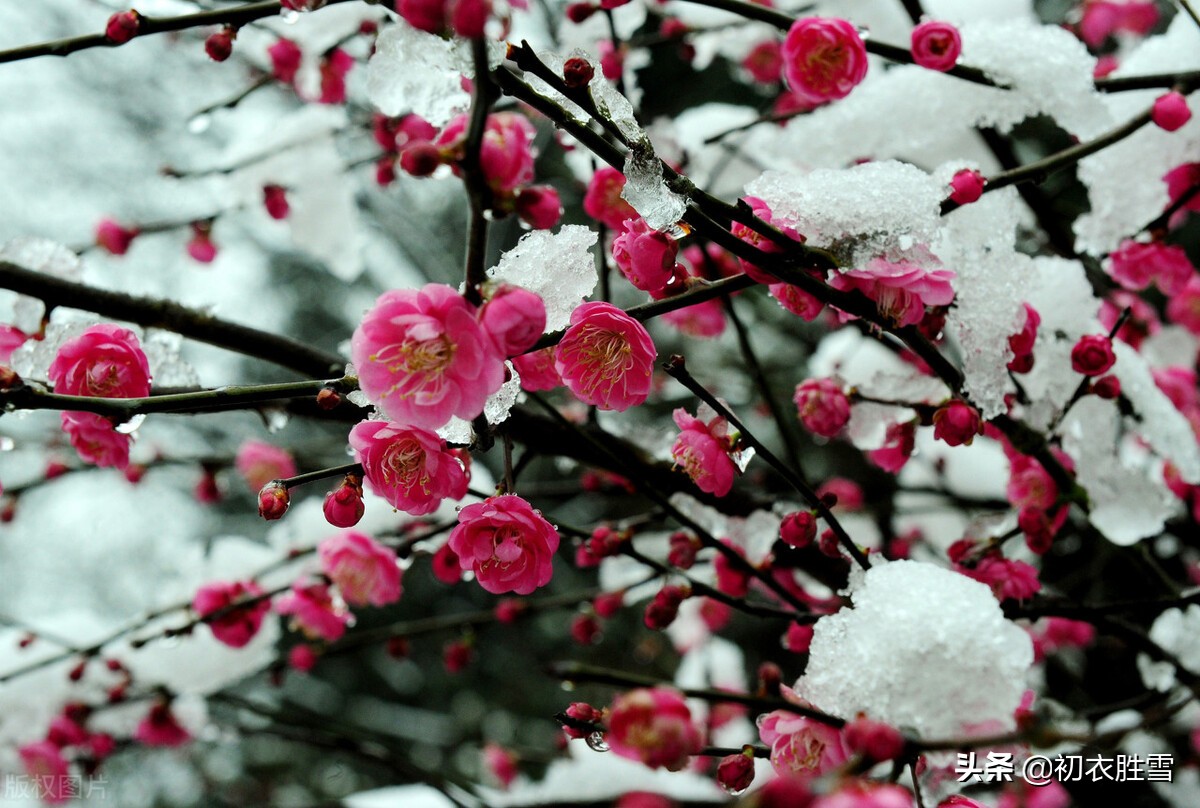 ​冰雪梅花绝句六首，只见花时冰雪冻，不知花里有春风