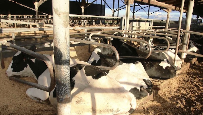 新西兰打算对牛羊收"打嗝放屁"税！排的甲烷太多，不利于低碳减排